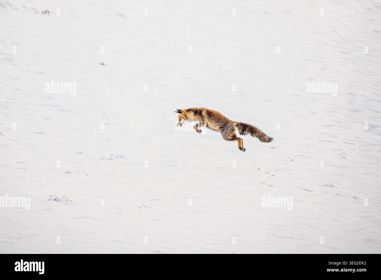 Una volpe rossa salta attraverso la neve fresca a Fuentedé, in Spagna, catturata in una scena invernale minimalista con un vasto spazio bianco, che mostra un comportamento selvaggio e freddo Foto Stock
