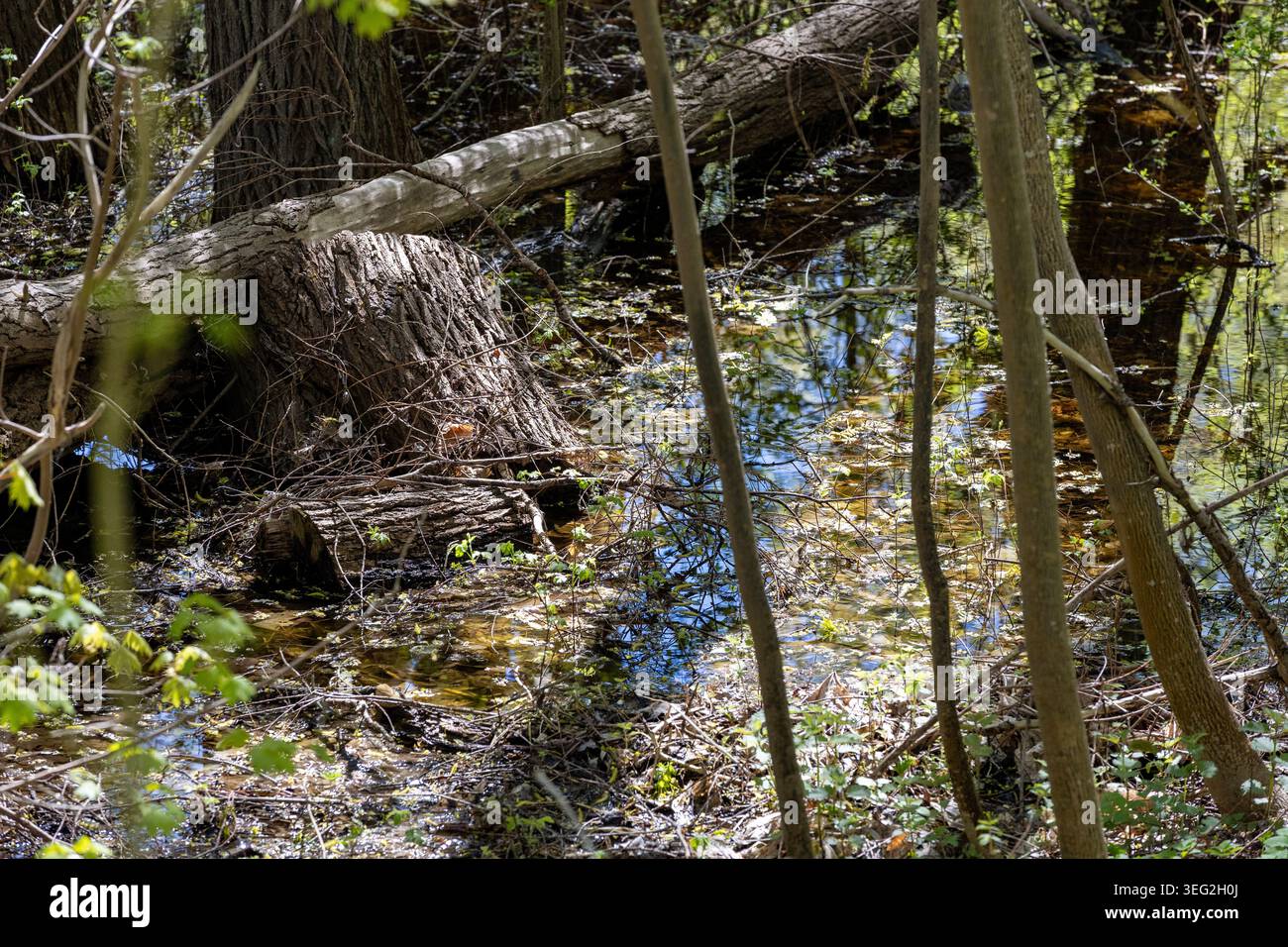Foresta inondata di luce con enormi alberi caduti e vegetazione fresca in primavera Foto Stock