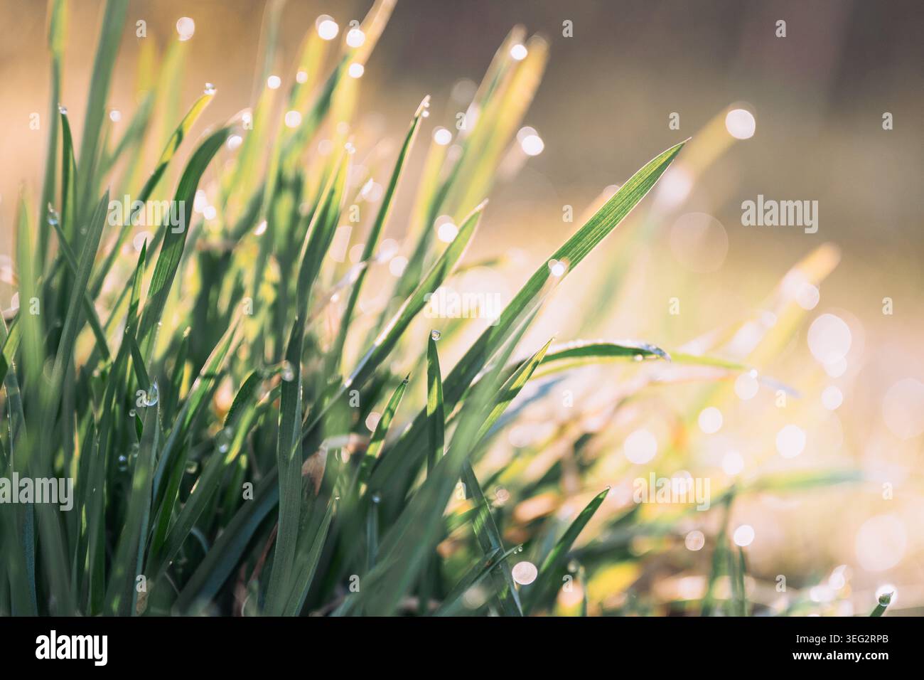 Erba verde fresca con gocce di rugiada del mattino scintillanti all'alba dorata e morbido sfondo bokeh Foto Stock