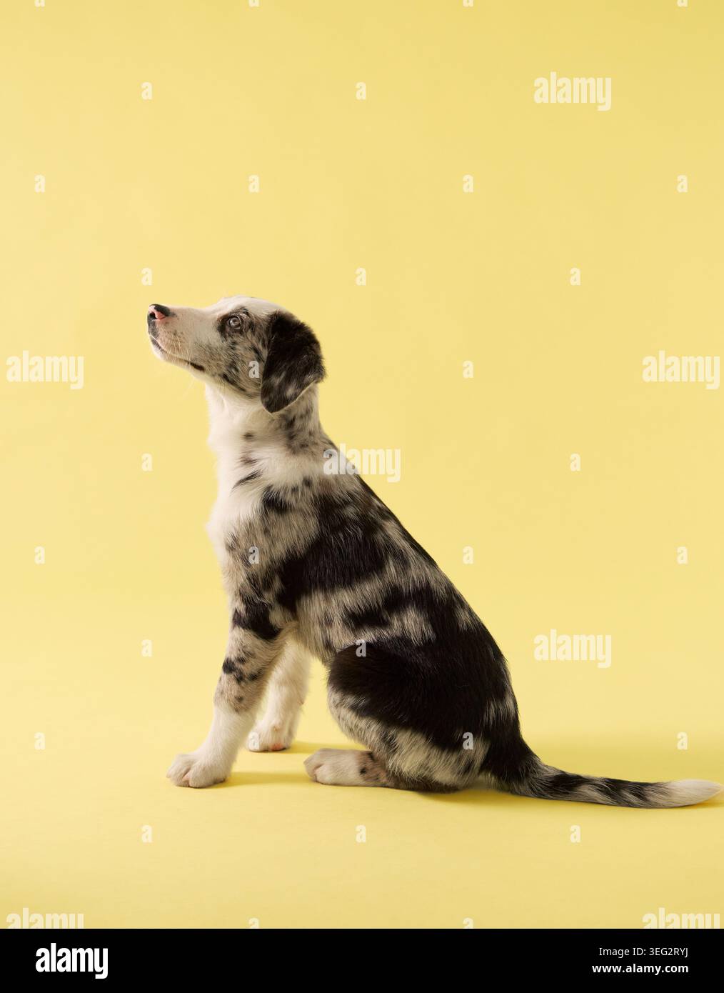 il cucciolo guarda direttamente la fotocamera in un ritratto in studio. Lo sfondo giallo e il cappotto merle creano un'atmosfera pulita e commerciale per la fotografia di animali domestici. Foto Stock
