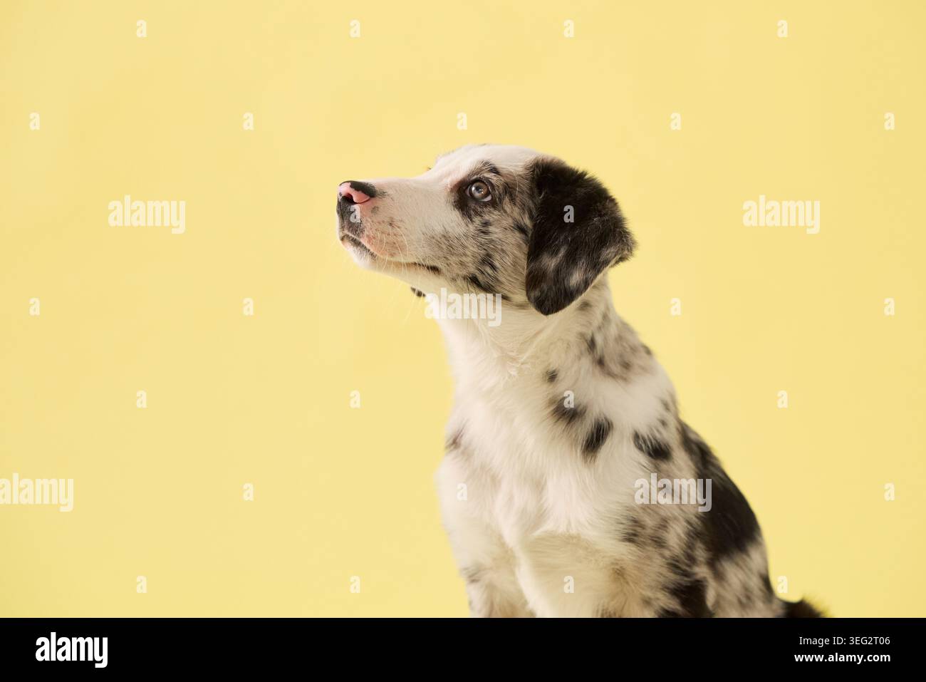 il cucciolo guarda direttamente la fotocamera in un ritratto in studio. Lo sfondo giallo e il cappotto merle creano un'atmosfera pulita e commerciale per la fotografia di animali domestici. Foto Stock
