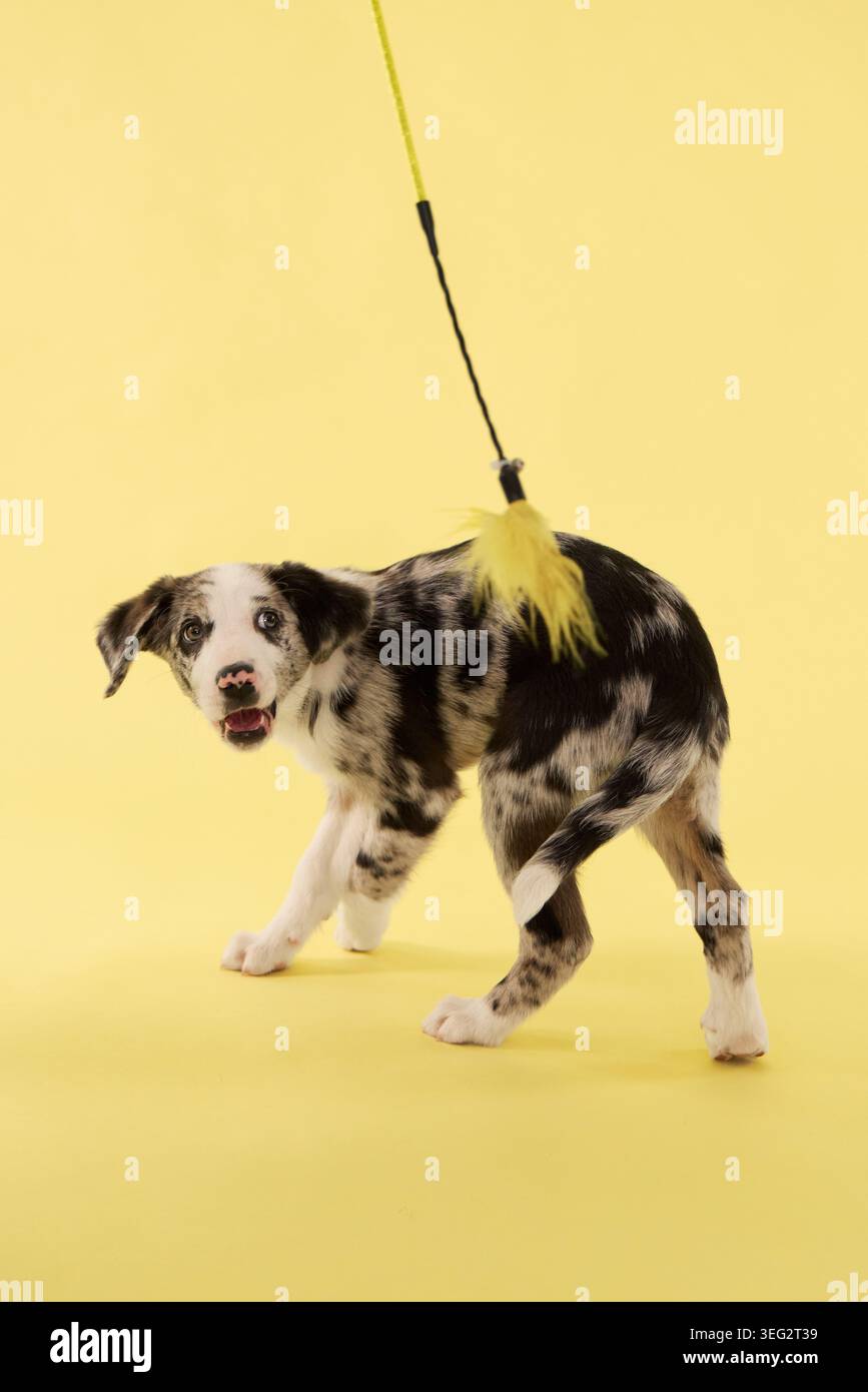 Un cucciolo cammina attraverso uno sfondo luminoso dello studio. Il movimento dinamico crea un'atmosfera vivace e commerciale per la fotografia di animali domestici. Foto Stock