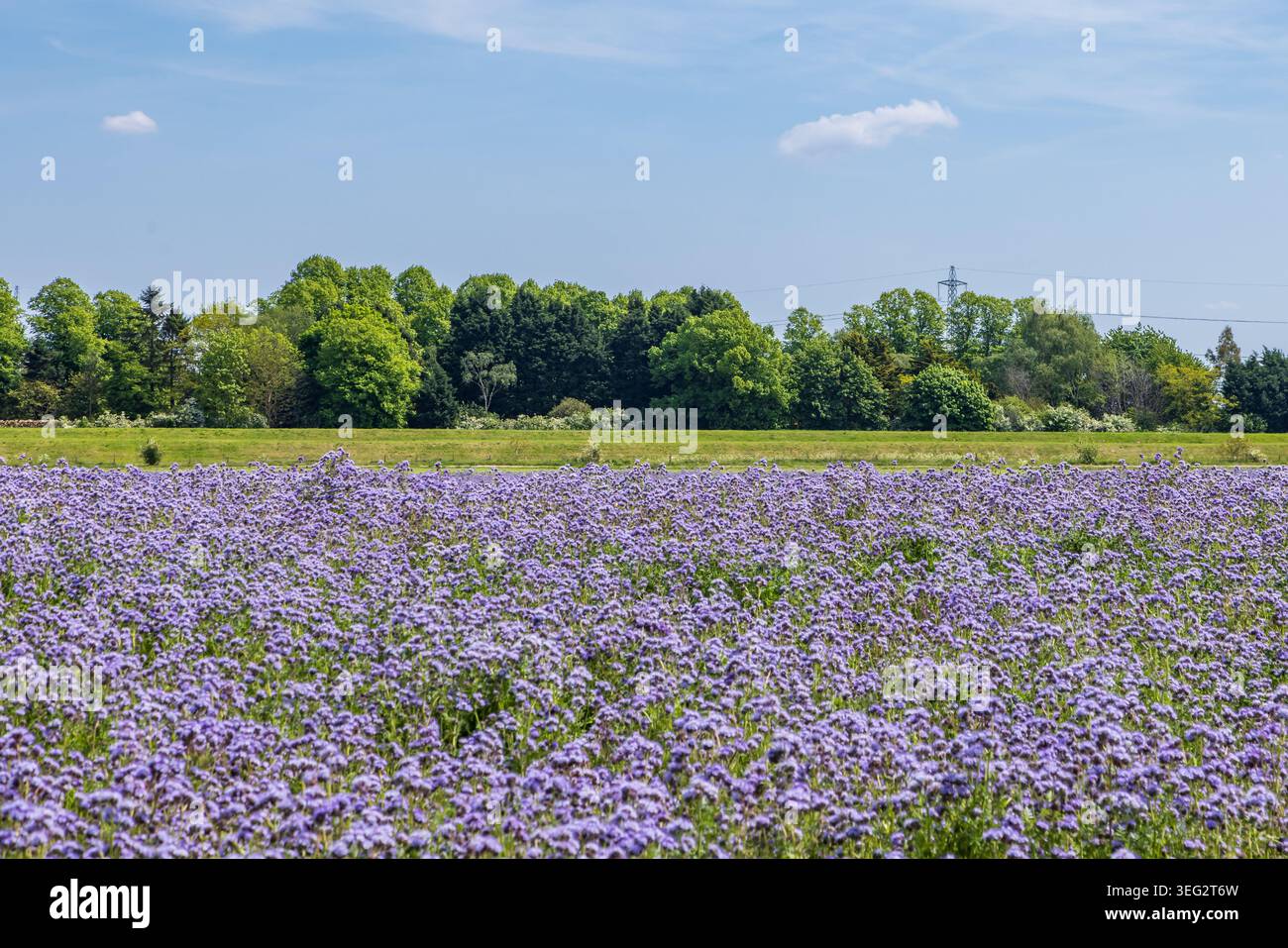 Una vista su un'abbondanza di phacelia tanacetifolia, che fiorisce in primavera, con una concentrazione selettiva Foto Stock
