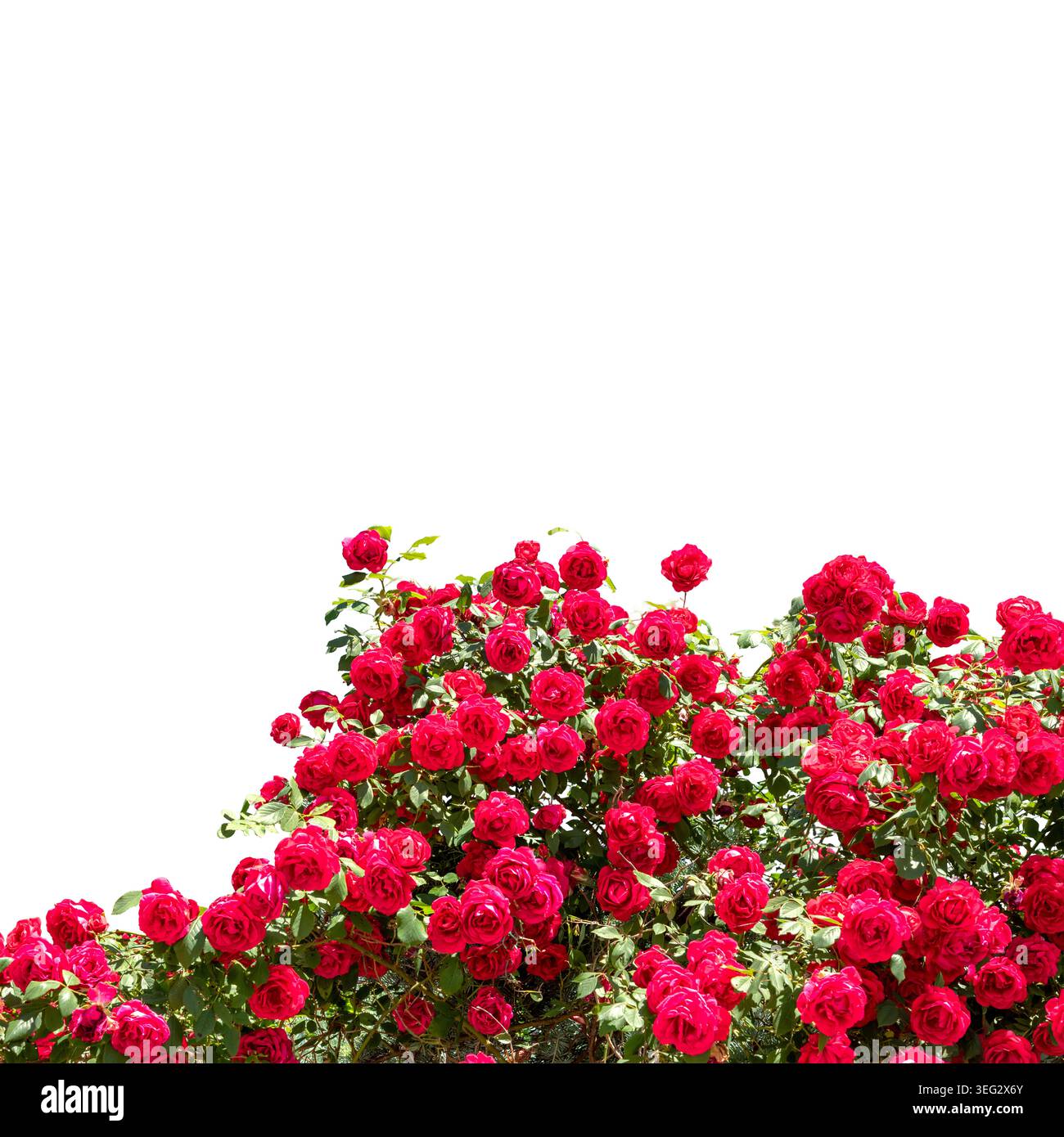Lussureggiante cespuglio di rose rosse in fiore con foglie verdi, isolate sul bianco, elemento floreale per design romantici, inviti di nozze, projec di San Valentino Foto Stock