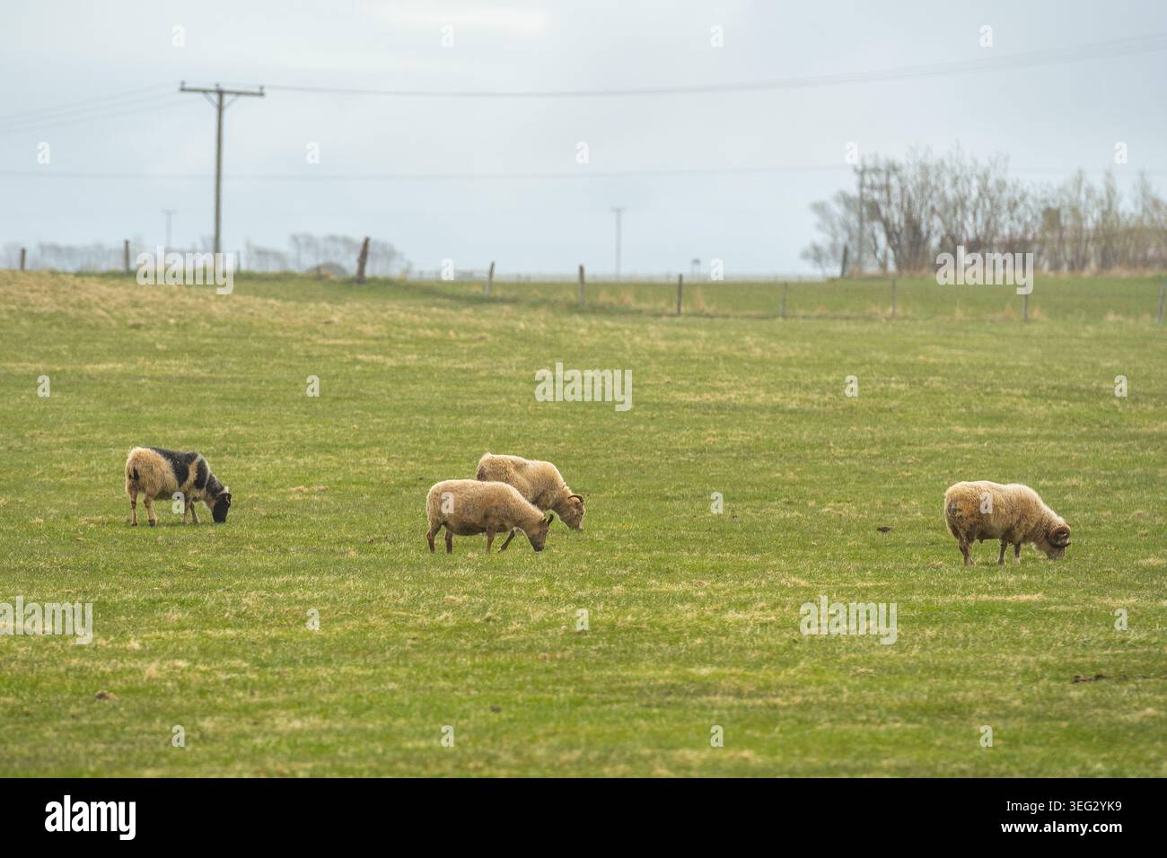 Pecore islandesi che pascolano pacificamente in un verde pascolo di campagna in Islanda in un giorno coperto Foto Stock