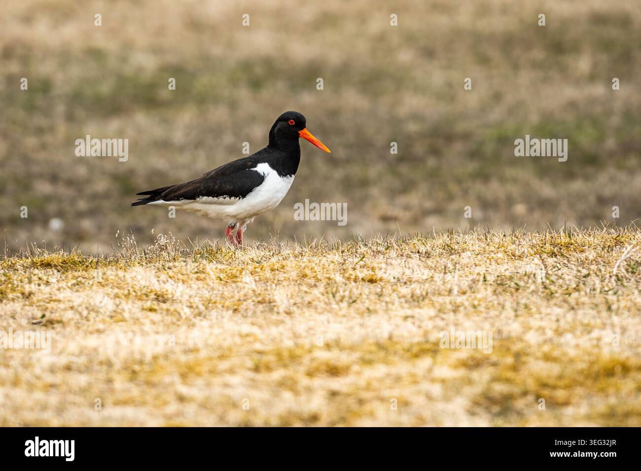 Oystercatcher eurasiatico in Islanda, un sorprendente uccello da guado noto per il suo caratteristico piumaggio bianco e nero e il lungo becco rosso-arancio Foto Stock