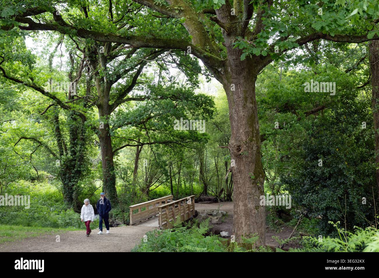 Coppia che cammina attraverso una riserva naturale boscosa a Vannes, Bretagna, Francia. Foto Stock