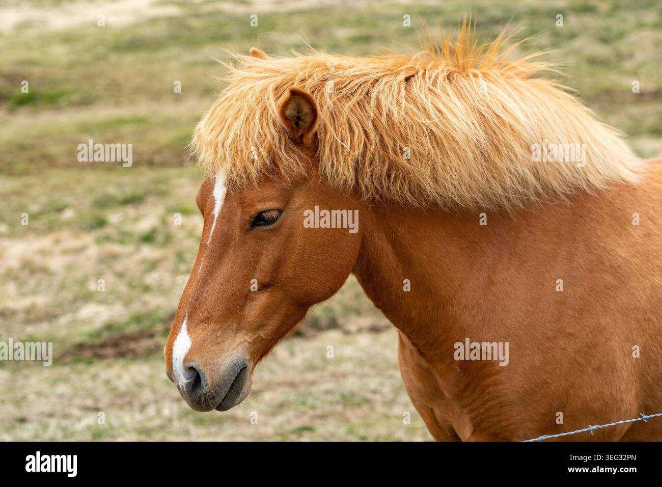 Un bellissimo cavallo rosso rosso roan islandese, una razza di cavallo sviluppata in Islanda, in Europa Foto Stock