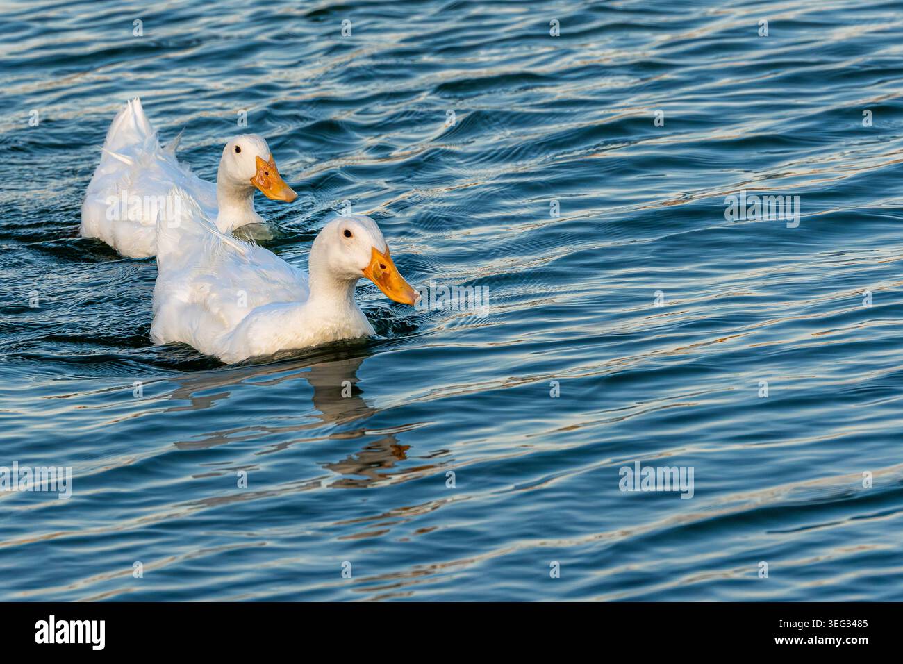 Due White Ducks che nuotano nel lago Foto Stock