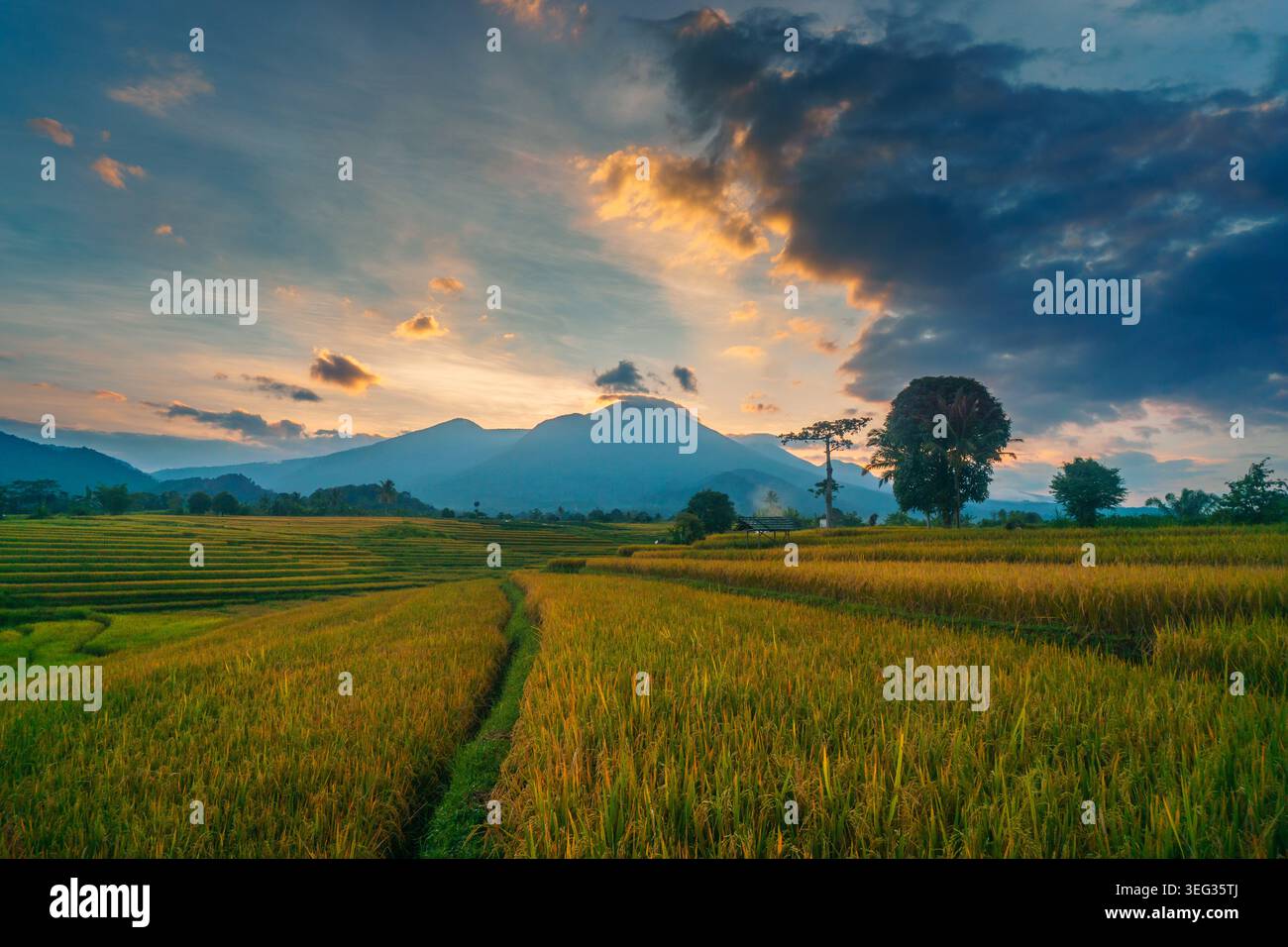 Agricoltori che piantano riso in campi di riso terrazzati all'alba in Indonesia Foto Stock