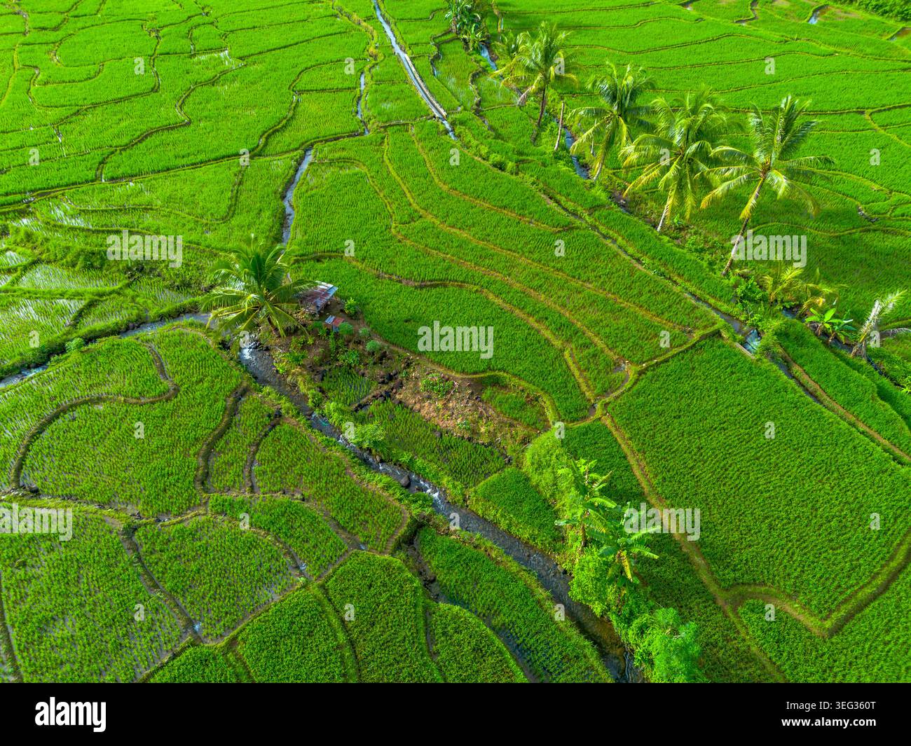 Agricoltori che piantano riso in campi di riso terrazzati all'alba in Indonesia Foto Stock