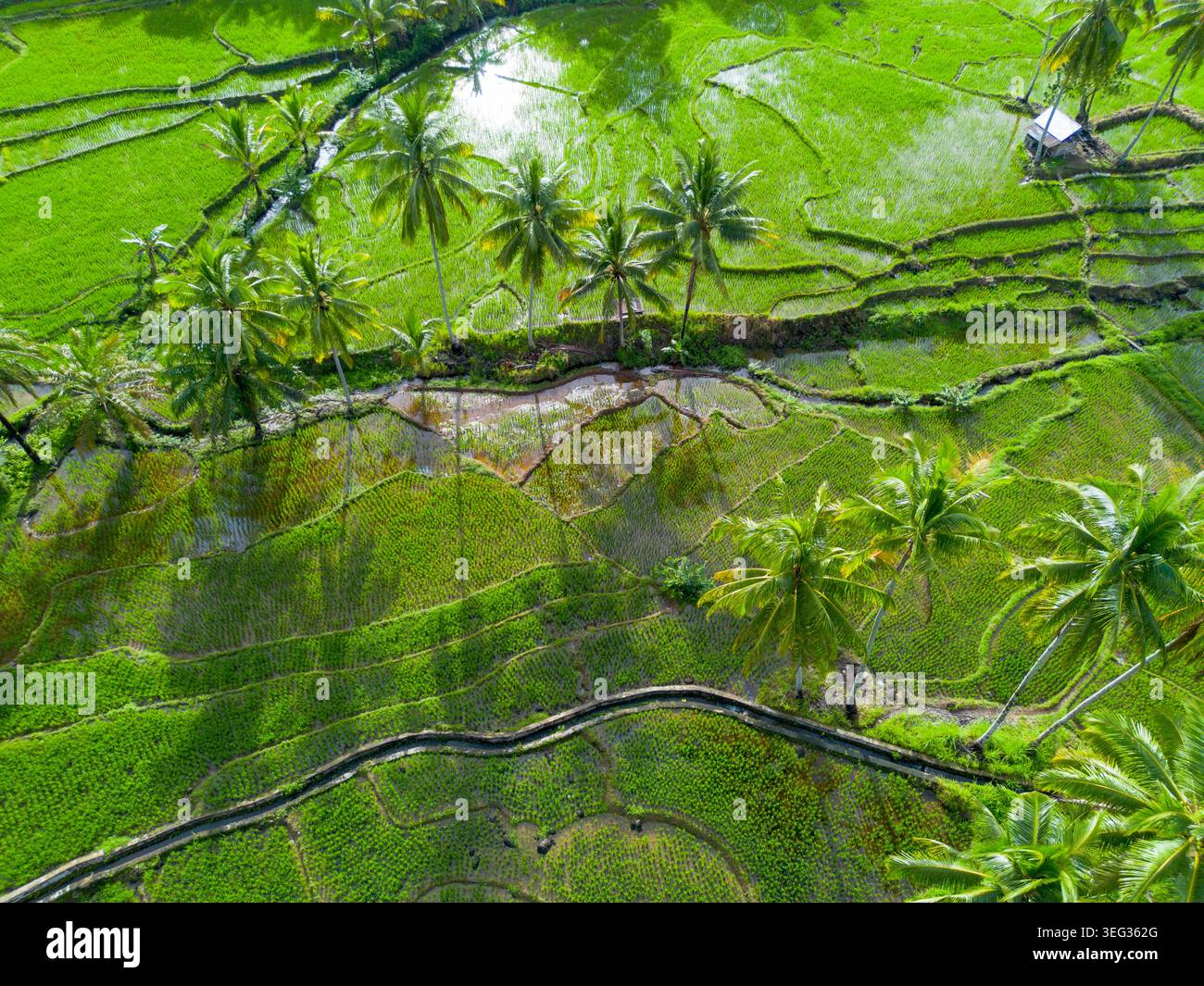 Agricoltori che piantano riso in campi di riso terrazzati all'alba in Indonesia Foto Stock
