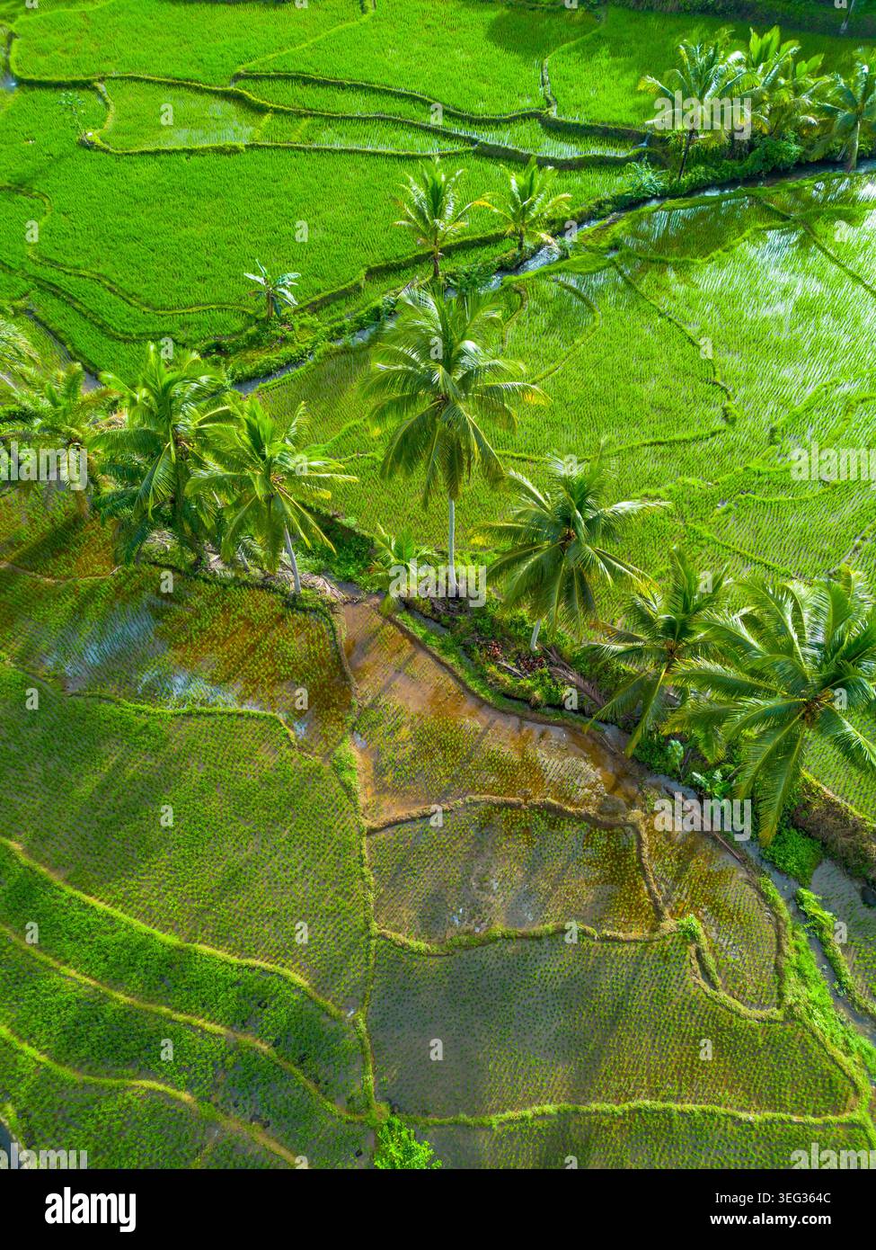 Agricoltori che piantano riso in campi di riso terrazzati all'alba in Indonesia Foto Stock