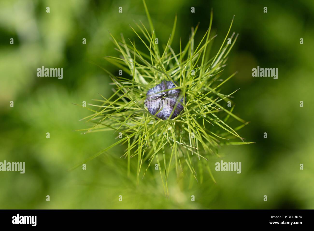Bud of Nigella damascena, Love-in-a-Mist, or Devil in the Bush, una pianta annuale da giardino della famiglia Buttercup Ranunculaceae. Foto Stock