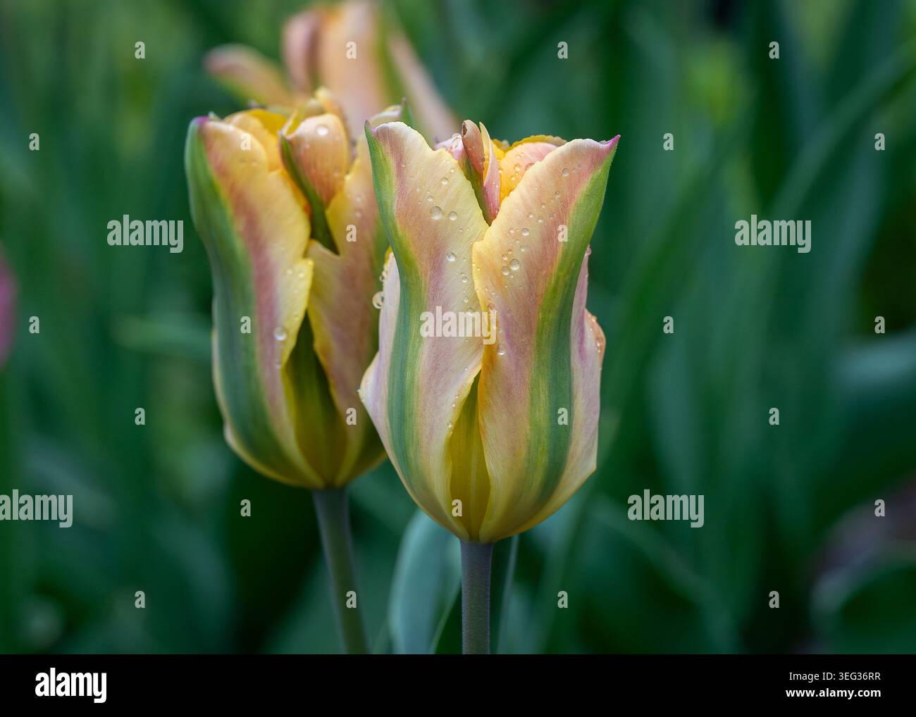 Eleganti tulipani Tulipa «Golden Artist» con petali variegati rosa tenue, crema e verdi ricoperti di gocce d'acqua in un giardino primaverile. Foto Stock