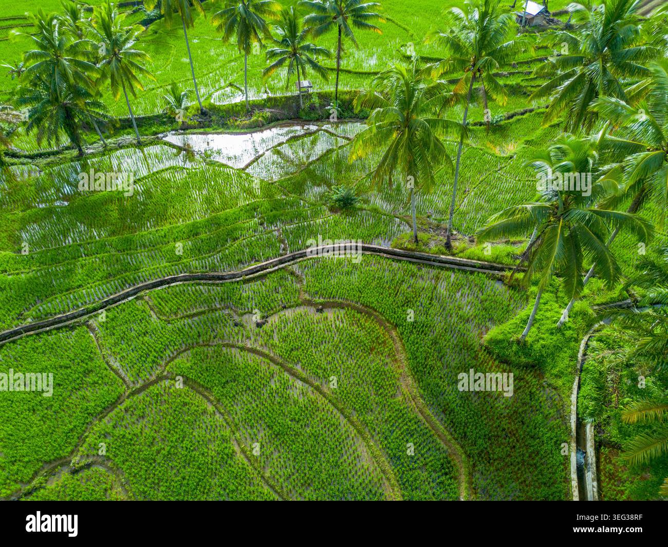 Agricoltori che piantano riso in campi di riso terrazzati all'alba in Indonesia Foto Stock