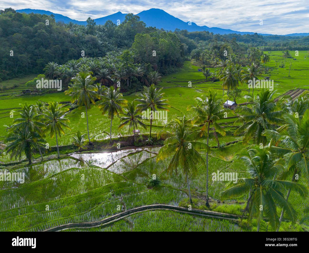 Agricoltori che piantano riso in campi di riso terrazzati all'alba in Indonesia Foto Stock