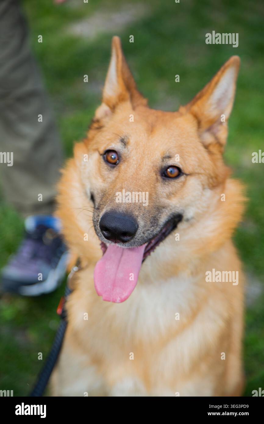Foto in primo piano verticale della museruola dei cani che guarda la fotocamera con una grande lingua rosa attaccata Foto Stock