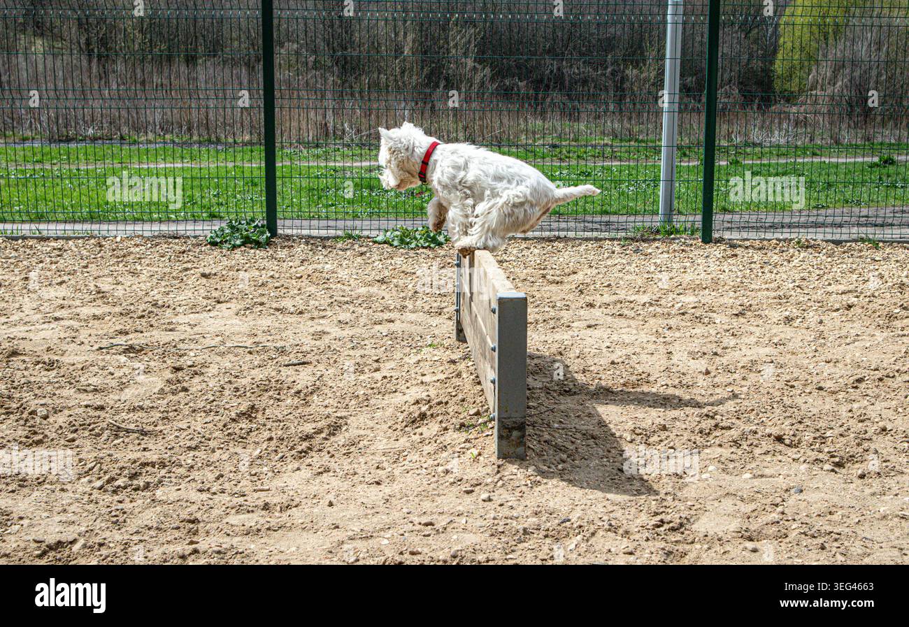 Un West Highland White Terrier salta su un ostacolo di legno durante l'allenamento di agilità in un parco per cani all'aperto. Il sole splende e l'erba è verde Foto Stock