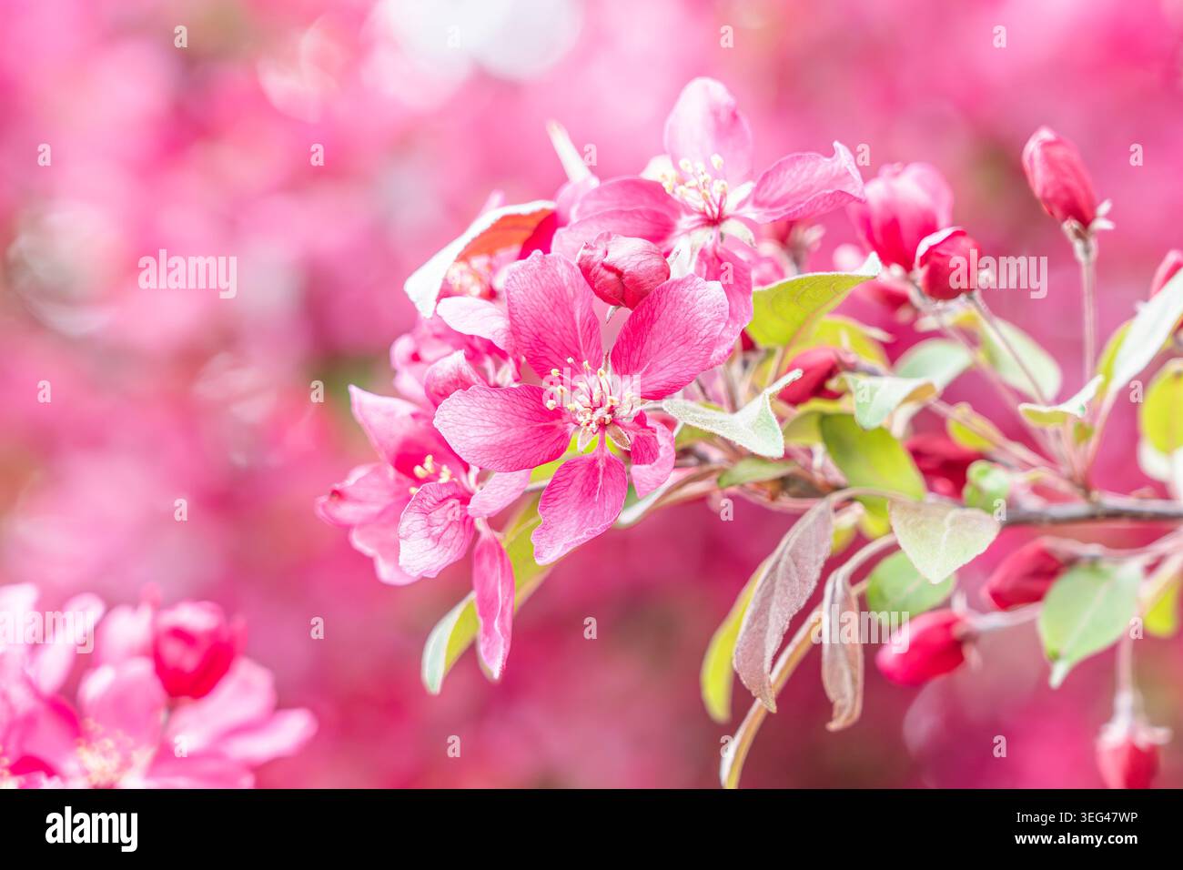 Fiori di crabapple primaverili genis Malus famiglia Rosaceae. Foto Stock