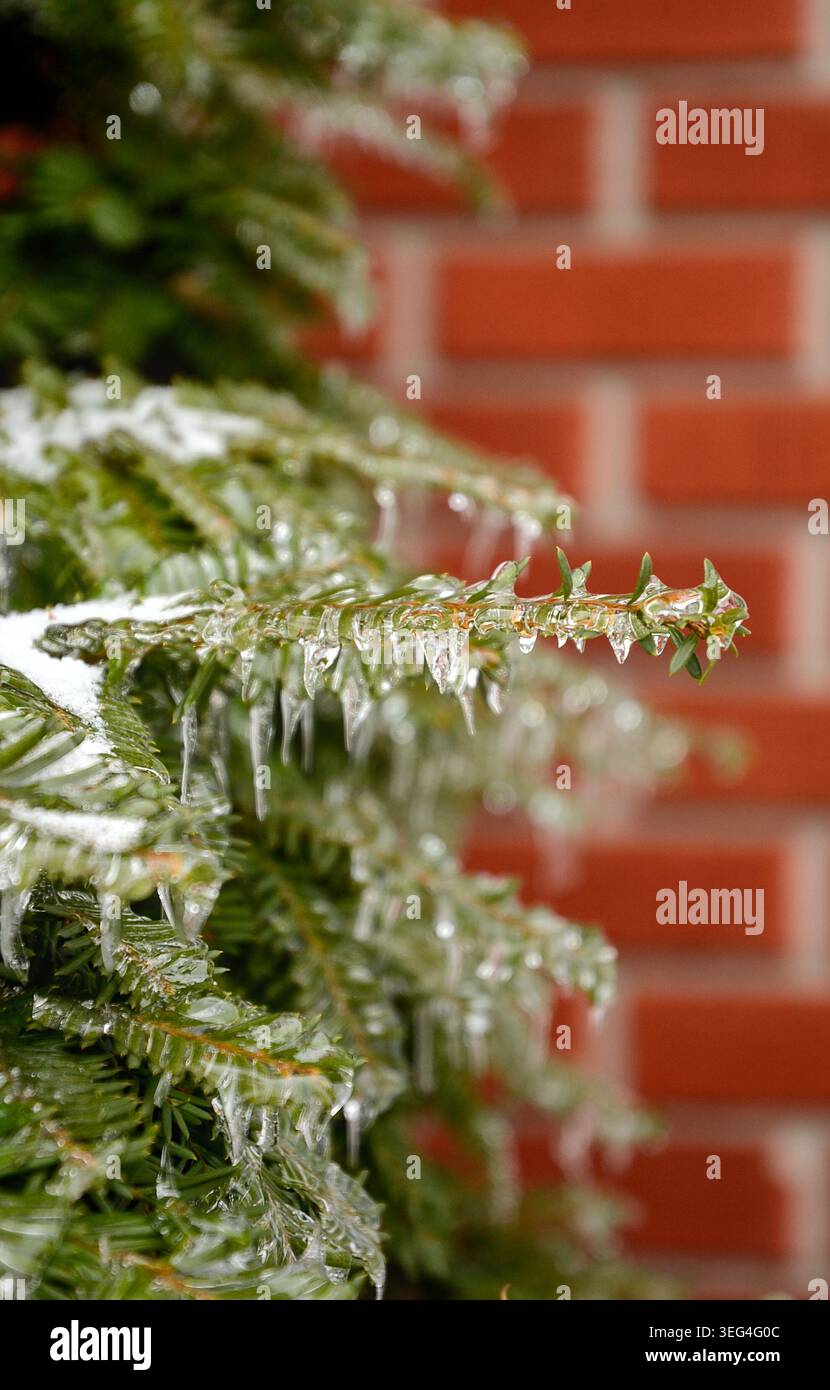 Un ramo congelato di un albero di tasso canadese (noto anche come taxus canadensis, tasso canadese) ricoperto di ghiaccio, dopo una pioggia gelida. Foto Stock