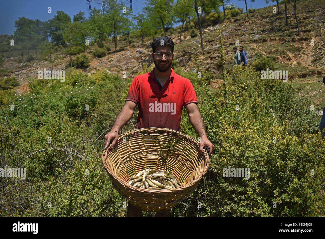 Qazigund, India. 17 maggio 2026. Una persona mostra i pesci catturati su un cesto di vimini durante l'antico Panzath Fish Festival. L'evento annuale della comunità si raddoppia come uno sforzo vitale per la conservazione, dove i residenti ripuliscono il limo dalle sorgenti storiche per garantire acqua pulita per l'irrigazione prima della stagione di piantagione del riso. Il 17 maggio 2026 a Qazigund, nel Kashmir meridionale. (Foto di Danish Showkat/ credito: Eyepix Group/Alamy Live News Foto Stock