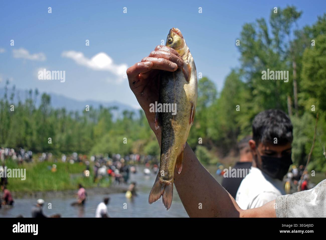 Qazigund, India. 17 maggio 2026. Una persona mostra un pesce pescato durante l'antico Panzath Fish Festival. L'evento annuale della comunità si raddoppia come uno sforzo vitale per la conservazione, dove i residenti ripuliscono il limo dalle sorgenti storiche per garantire acqua pulita per l'irrigazione prima della stagione di piantagione del riso. Il 17 maggio 2026 a Qazigund, nel Kashmir meridionale. (Foto di Danish Showkat/ credito: Eyepix Group/Alamy Live News Foto Stock