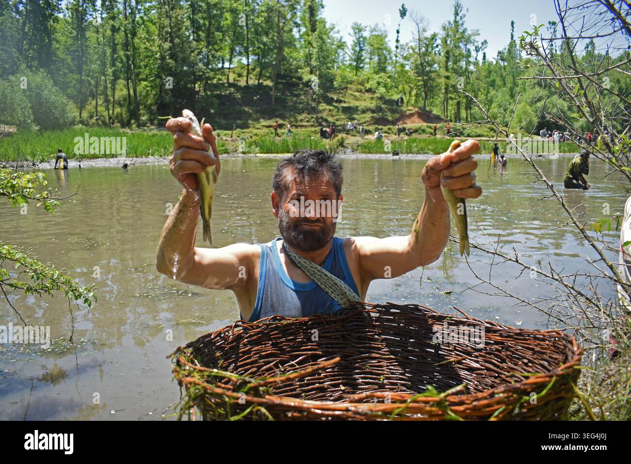 Qazigund, India. 17 maggio 2026. Una persona mostra i pesci catturati su un cesto di vimini durante l'antico Panzath Fish Festival. L'evento annuale della comunità si raddoppia come uno sforzo vitale per la conservazione, dove i residenti ripuliscono il limo dalle sorgenti storiche per garantire acqua pulita per l'irrigazione prima della stagione di piantagione del riso. Il 17 maggio 2026 a Qazigund, nel Kashmir meridionale. (Foto di Danish Showkat/ credito: Eyepix Group/Alamy Live News Foto Stock