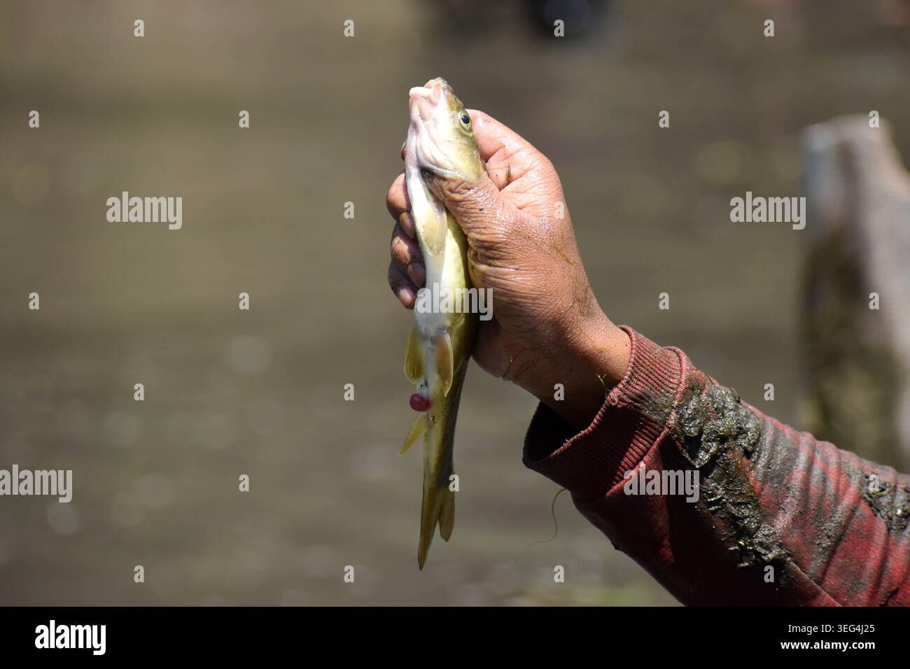 Qazigund, India. 17 maggio 2026. Una persona mostra un pesce pescato durante l'antico Panzath Fish Festival. L'evento annuale della comunità si raddoppia come uno sforzo vitale per la conservazione, dove i residenti ripuliscono il limo dalle sorgenti storiche per garantire acqua pulita per l'irrigazione prima della stagione di piantagione del riso. Il 17 maggio 2026 a Qazigund, nel Kashmir meridionale. (Foto di Danish Showkat/ credito: Eyepix Group/Alamy Live News Foto Stock