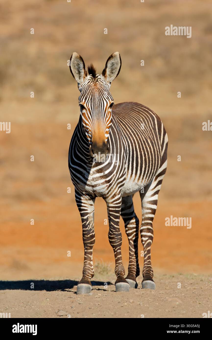 Una zebra di montagna del Capo (Equus zebra) in habitat naturale, Parco Nazionale della Zebra di montagna, Sudafrica Foto Stock