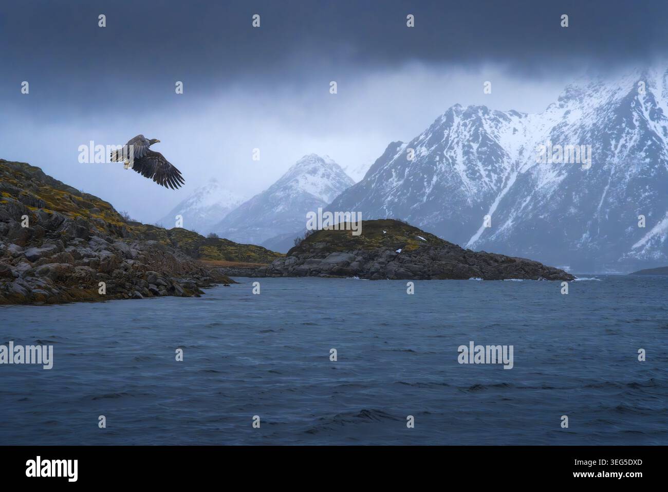 Una magnifica aquila di mare dalla coda bianca scivola con grazia sopra le tranquille acque del Trollfjord, circondato da torreggianti montagne innevate a Lofote Foto Stock