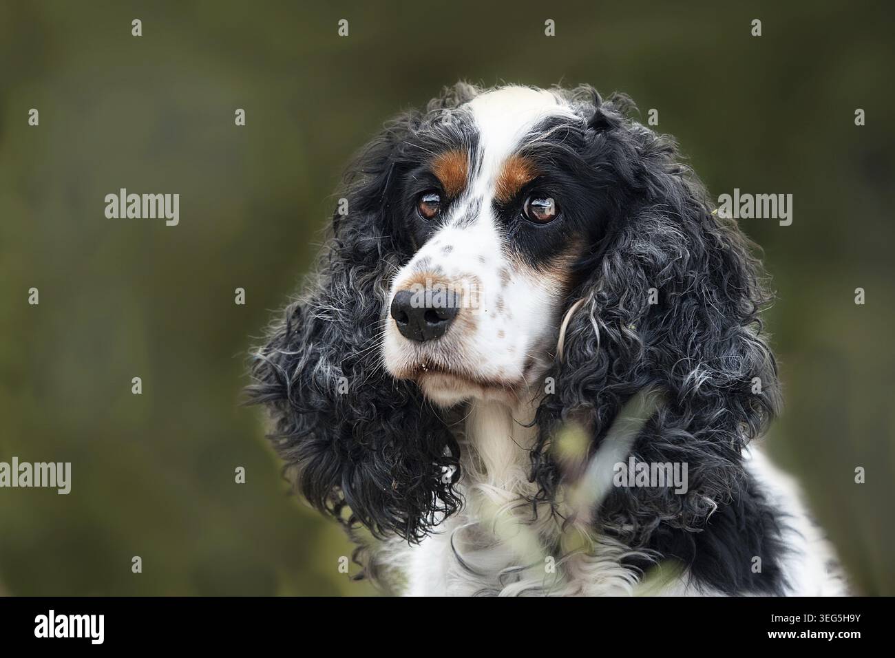 In den Warenkorb Foto Stock