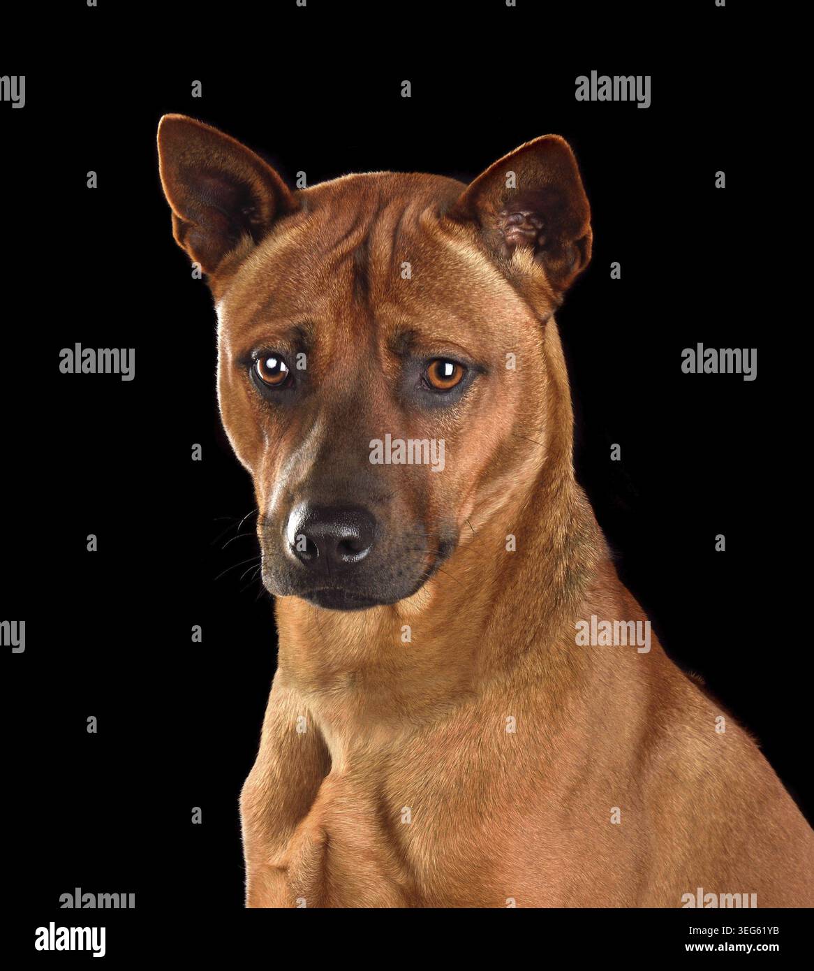 Ritratto in studio del cane rosso Thai Ridgeback seduto su uno sfondo nero Foto Stock