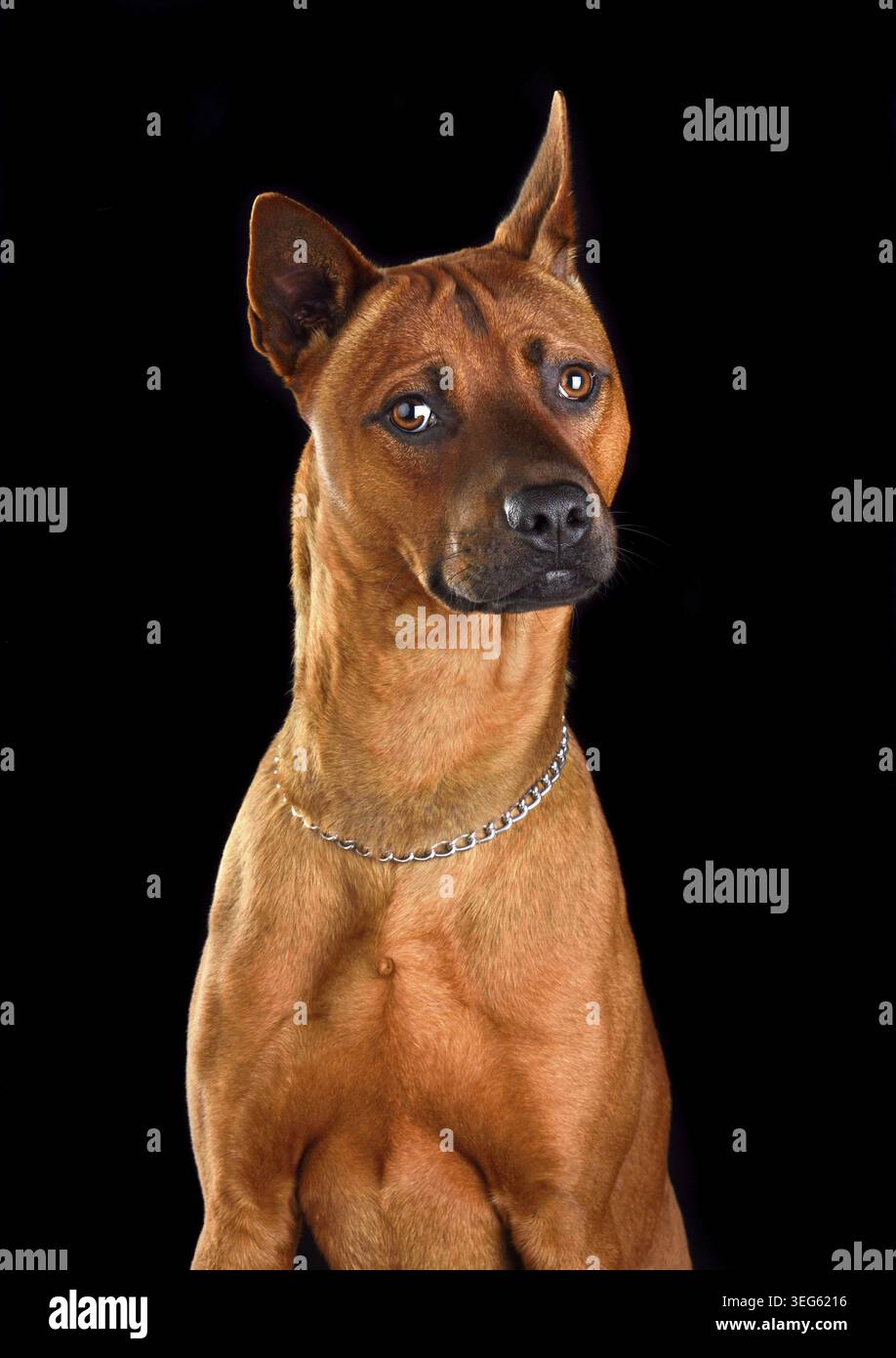 Divertente cane Ridgeback tailandese sta posato su uno sfondo nero Foto Stock