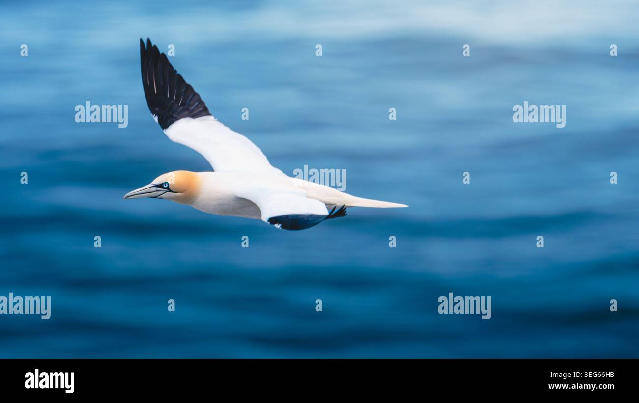 Gannet Life at Bempton Cliffs, North Yorkshire, 16 maggio 2026 Foto Stock