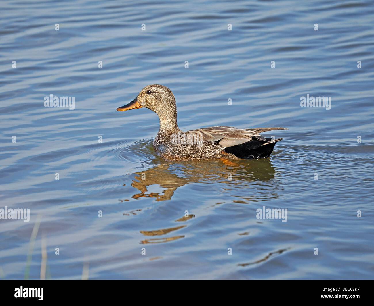 Anatra femmina Gadwall (Anas strepera) che nuota con acqua increspata di ioni riflessi presso la riserva naturale Leighton Moss RSPB, Lancashire, Inghilterra, Regno Unito Foto Stock