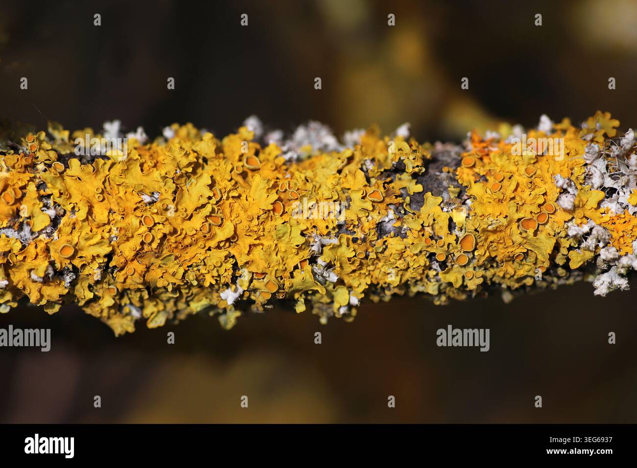 Sunburst marittimo Lichen -Xanthoria parietina Foto Stock