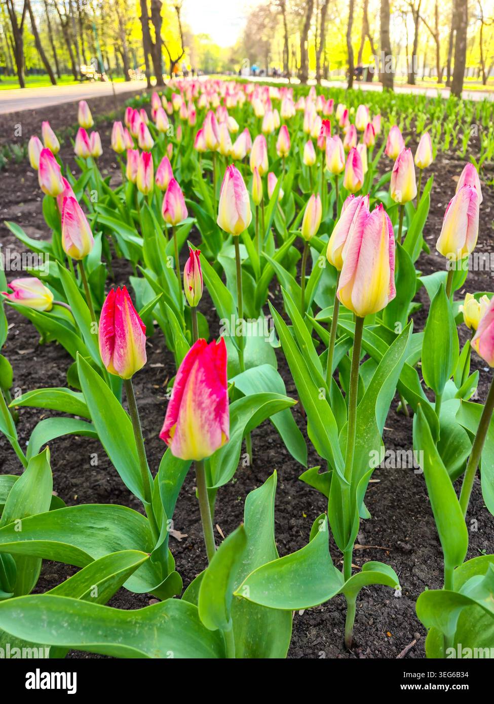File di tulipani vibranti con petali rosa e gialli emergono dal suolo, mostrando la bellezza della primavera in un parco illuminato dal sole Foto Stock