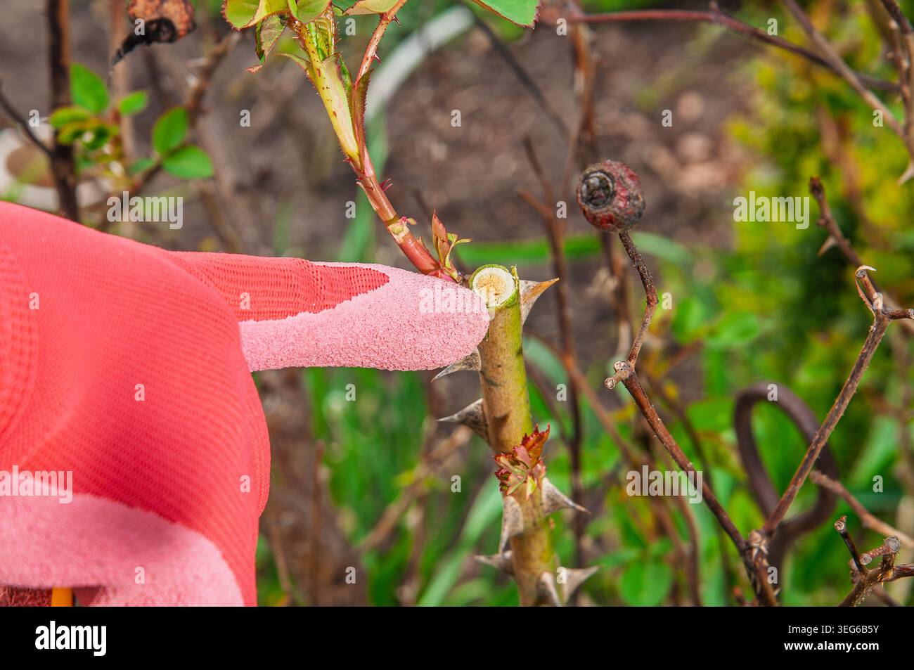 Primo piano di una persona che indossa un guanto da giardinaggio rosa potando con cura un gambo di rosa spinoso, mostrando una nuova crescita e un anca di rosa essiccato Foto Stock