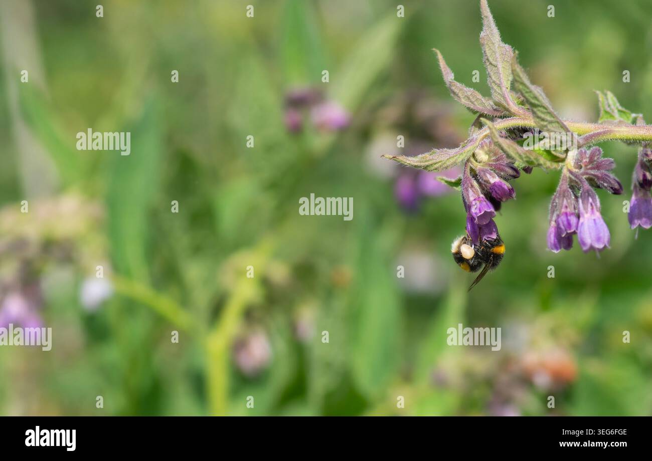 Bumblebee a coda bianca (Bombus lucorum agg.) Nutriti di una testa di fiori di Comfrey. Londra, Inghilterra, Regno Unito. Estate. Fauna selvatica. Foto Stock