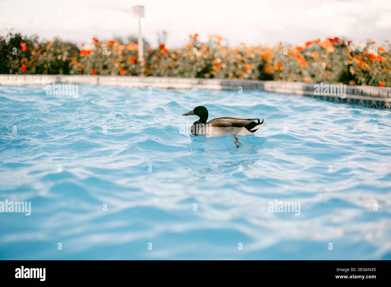 Un'anatra semplice che galleggia in una fontana Foto Stock