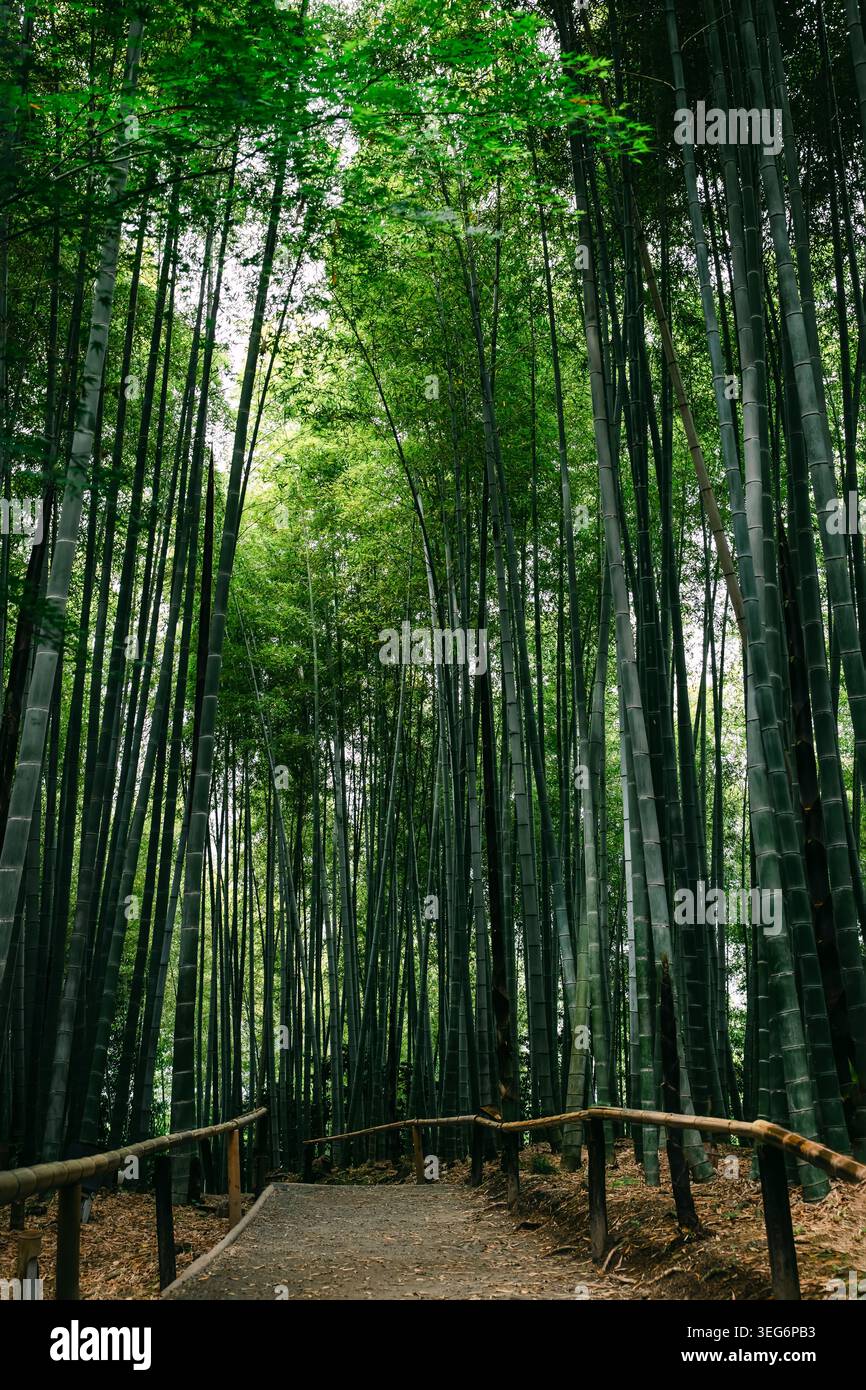 Sentiero nella foresta di bambù con lussureggiante baldacchino verde Foto Stock