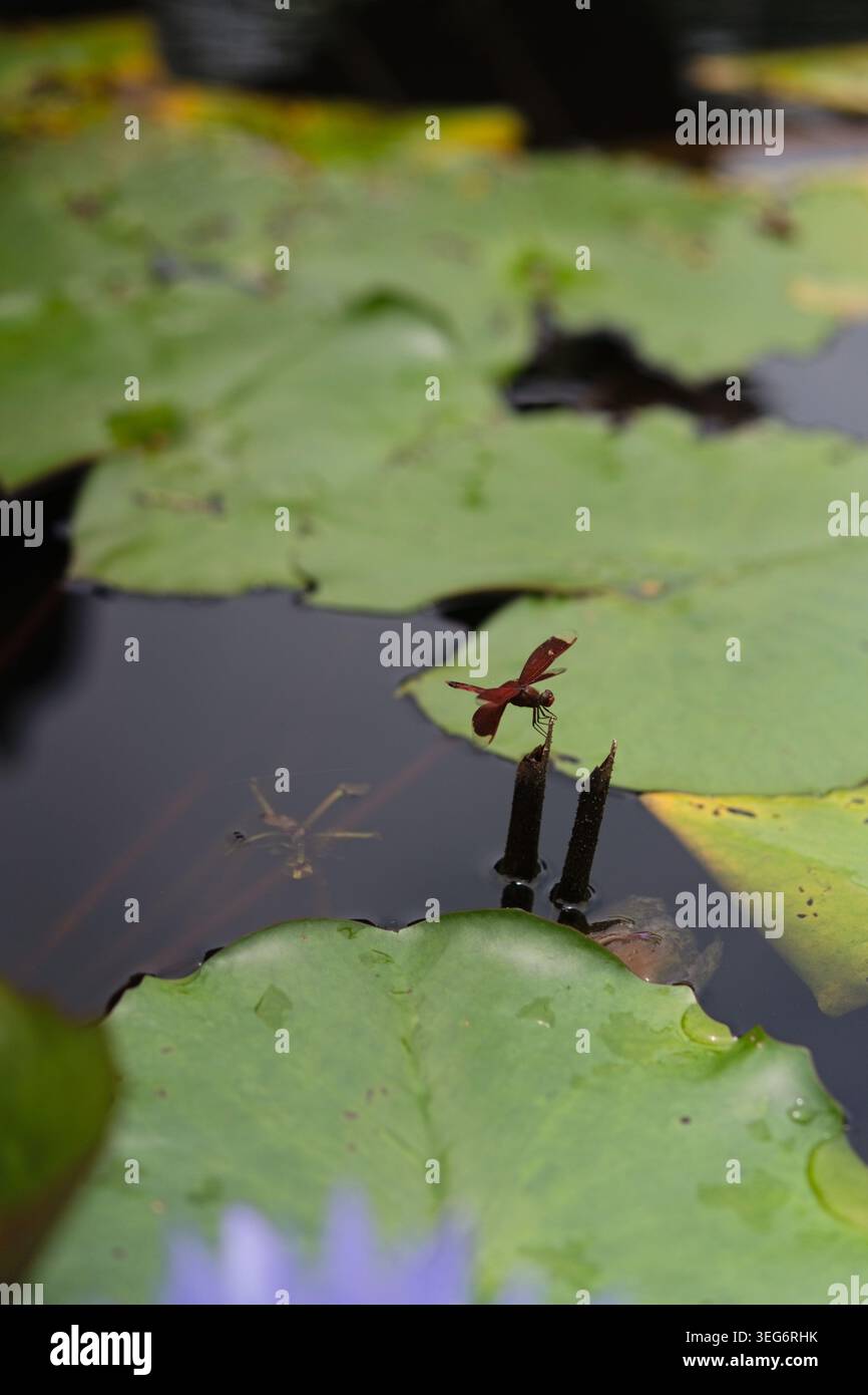 La libellula rossa sul tronco di loto nello stagno del monastero, Brahmavihara, Bali Foto Stock