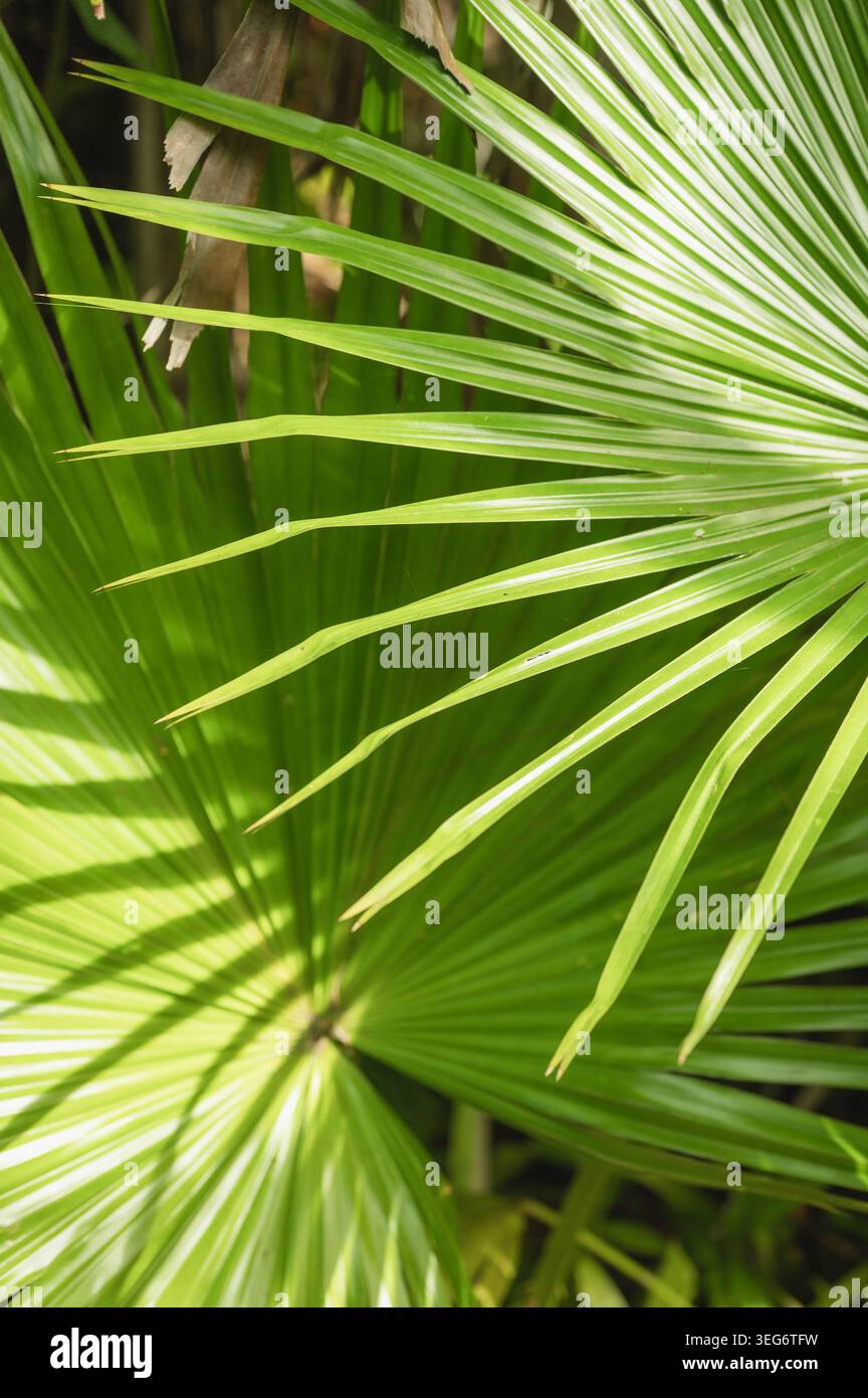 Fronde verdi lussureggianti di foglie di palma alla luce del sole in Florida Foto Stock
