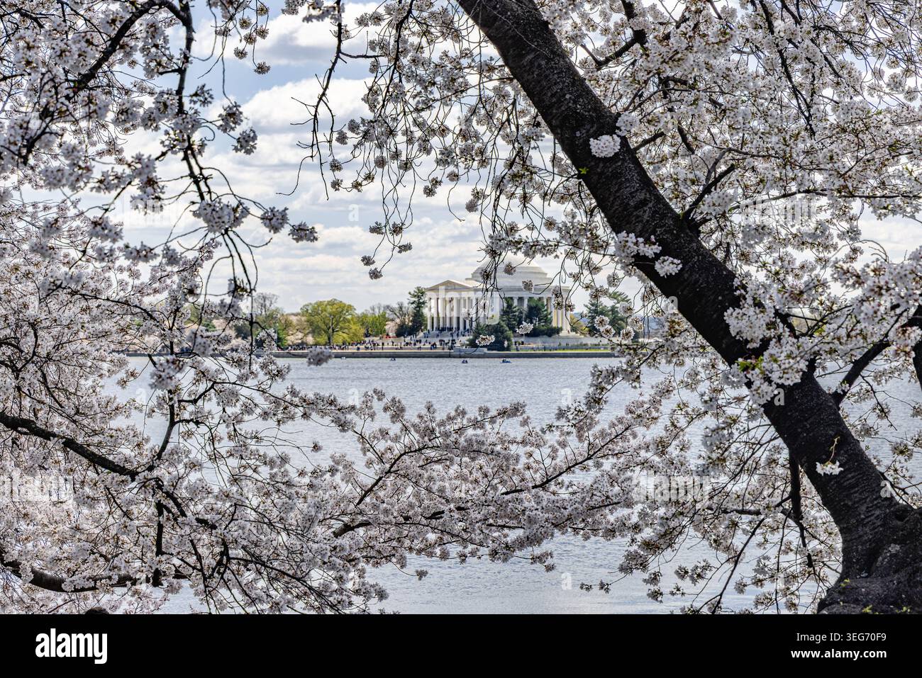 Ogni primavera, i ciliegi in fiore di Washington trasformano la città in un acquerello morbido e scintillante. Il bacino delle maree diventa il cuore di tutto: I petali driftin Foto Stock