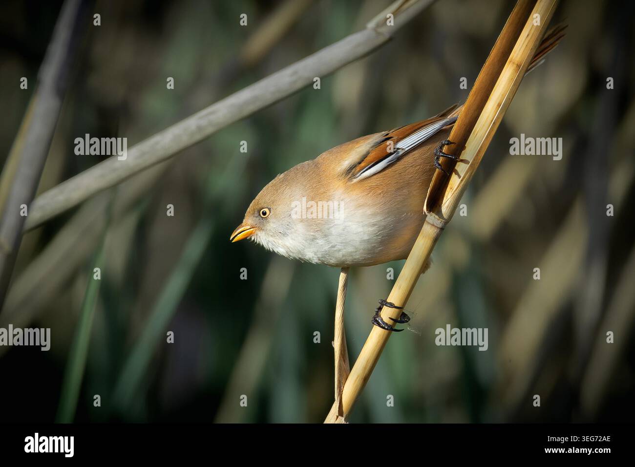 Canne barbute femminili nell'habitat natura (Panurus biarmicus) Foto Stock