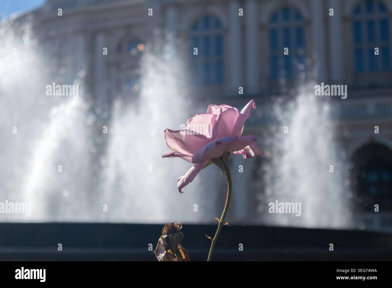Rosa rosa che fiorisce vicino alla fontana, con petali delicatamente illuminati dalla calda luce del sole. Fiore elegante sullo sfondo di architettura classica Foto Stock