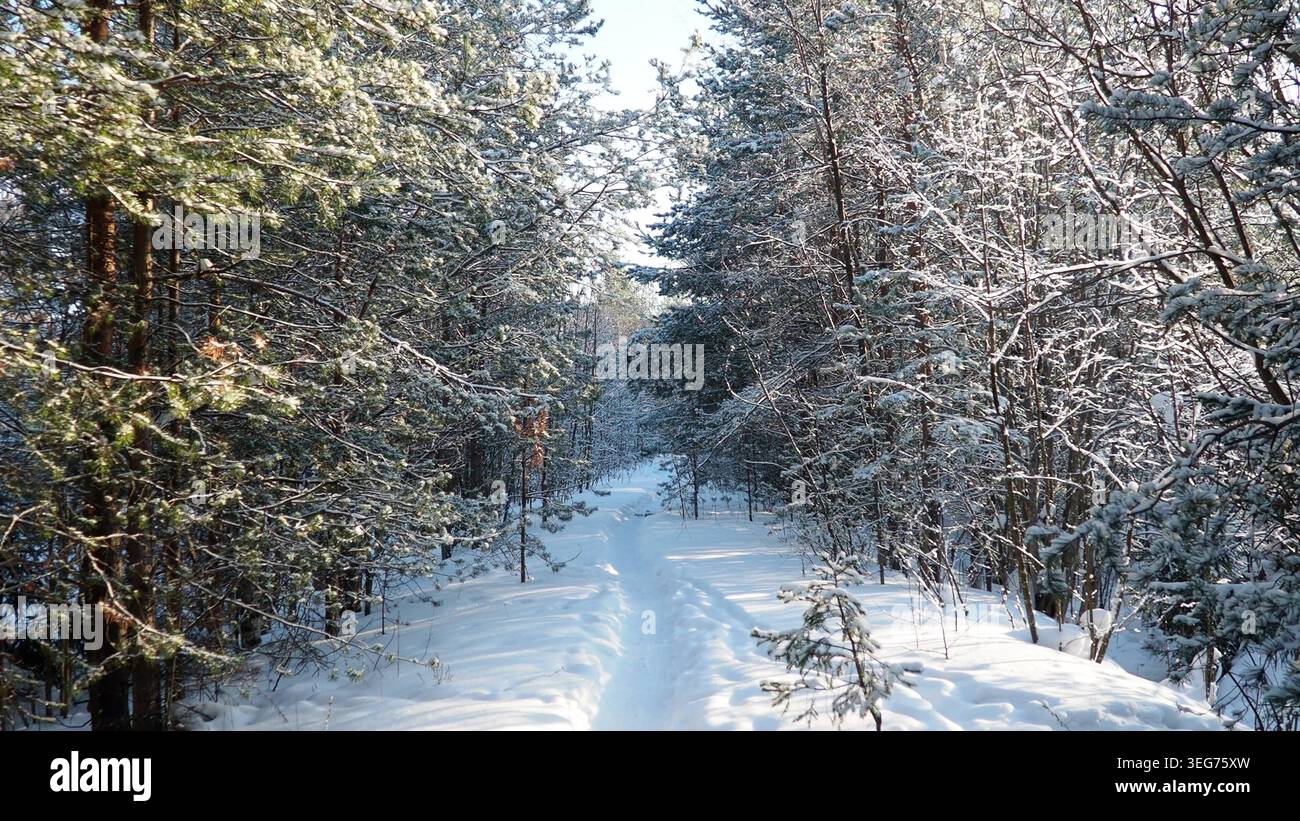 Un sentiero innevato attraversa alti pini nella Carelia di Taiga. Il terreno è bianco con neve e i rami sono spolverati di ghiaccio. La scena si vede Foto Stock