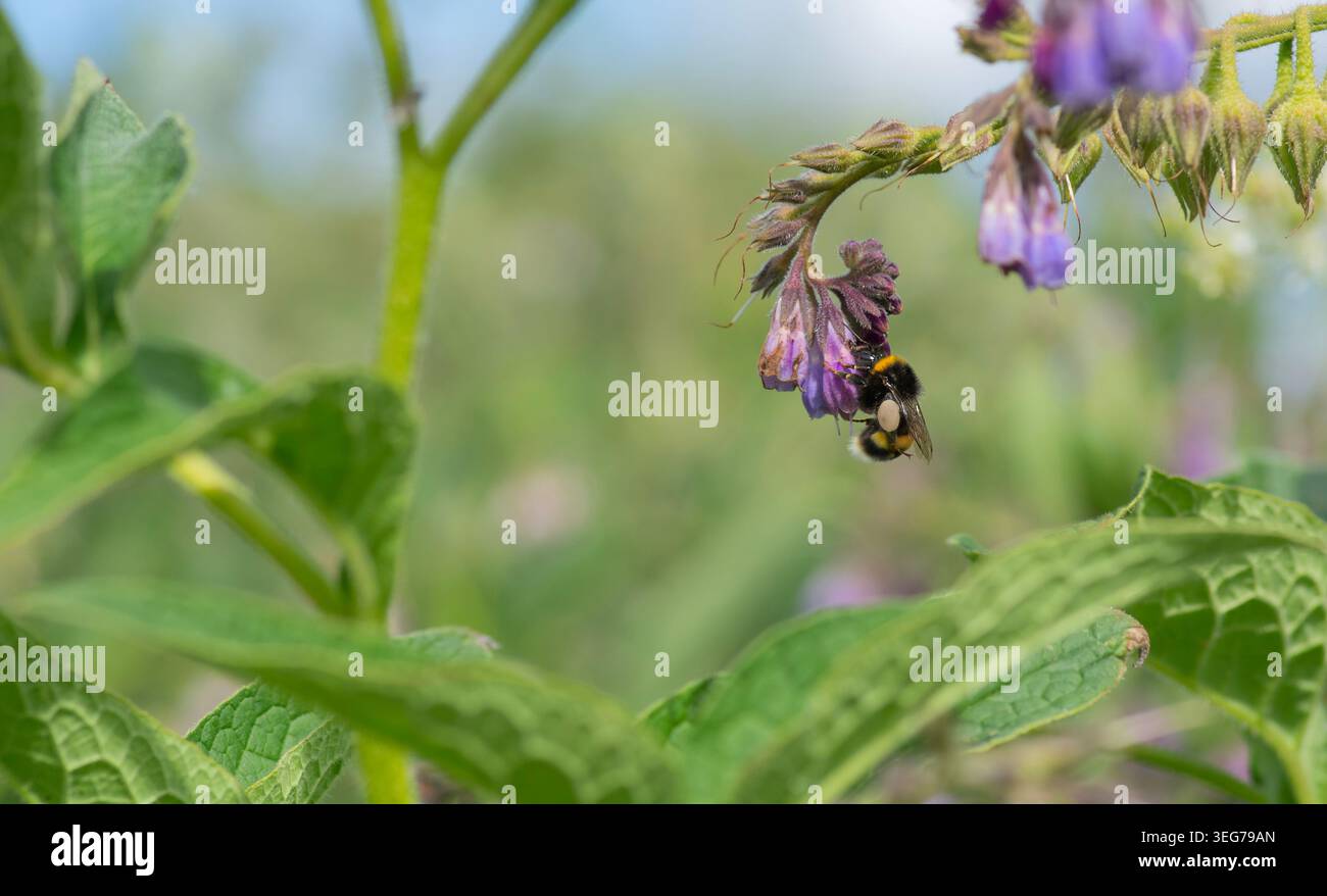 Bumblebee a coda bianca (Bombus lucorum agg.) Nutriti di una testa di fiori di Comfrey. Londra, Inghilterra, Regno Unito. Estate. Fauna selvatica. Foto Stock