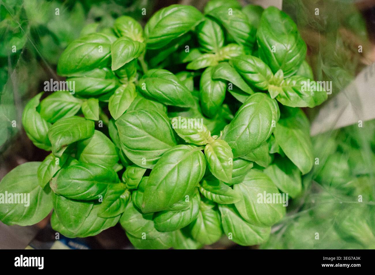 Foglie di basilico biologico fresco che crescono nella sezione delle erbe del supermercato. Ingrediente di cottura sano con colore verde brillante e consistenza naturale. Foto Stock
